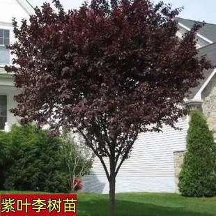 紫叶李树苗工程紫叶李树红叶李子树苗木正宗园林绿化紫叶李子树苗