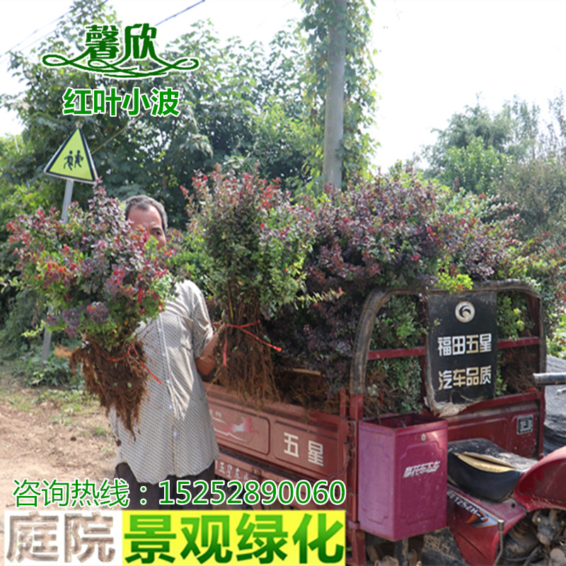 庭院绿化苗木红叶小檗