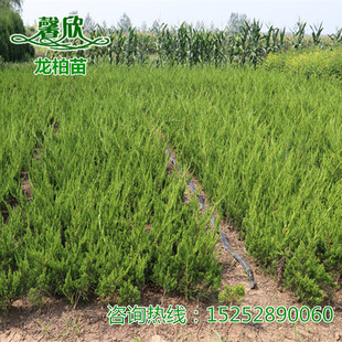 小龙柏苗 嫁接龙柏树苗 松柏苗 四季常青北方绿化带绿篱耐寒植物