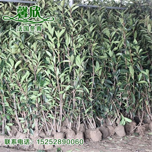 法国冬青  珊瑚树苗 别墅庭院绿化篱笆围墙植物 绿篱树墙冬青树苗