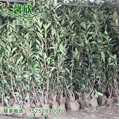 法国冬青  珊瑚树苗 别墅庭院绿化篱笆围墙植物 绿篱树墙冬青树苗