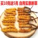 2025新冬虫夏草断草正品 买10克送5克 青藏高海拔断冬虫草自用