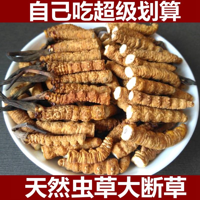西藏那曲野外生虫草冬虫夏草断草自己吃