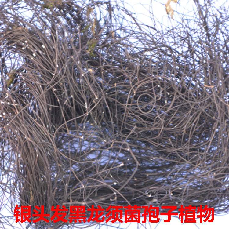 贵州乌蒙野生中草药材树头发 银头发 黑龙须菌 黑头发50g包邮