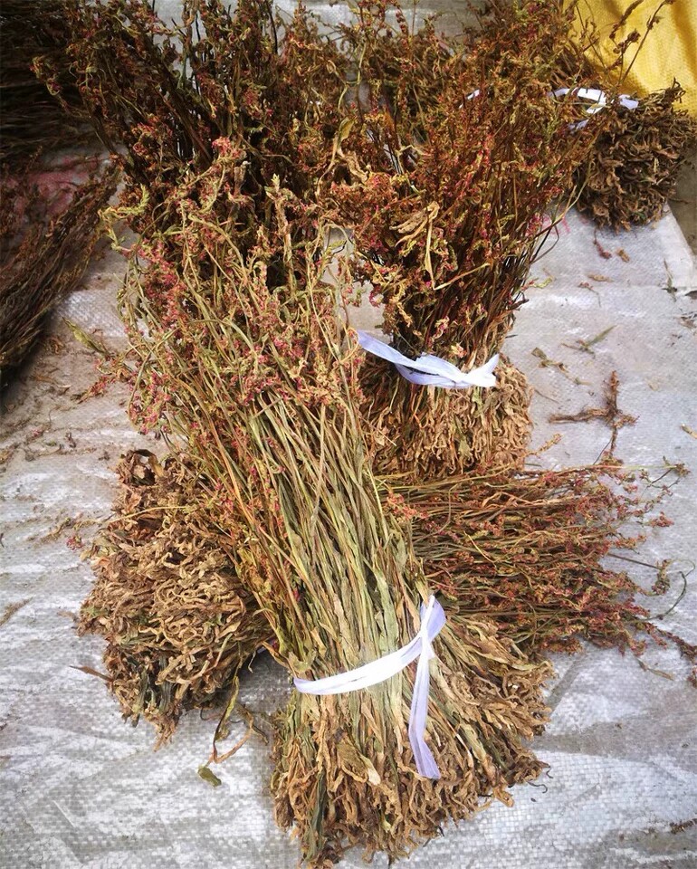 紫花盘龙参贵州省野生盘 龙草中草药材龙抱柱猪鞭草绶草500克包邮