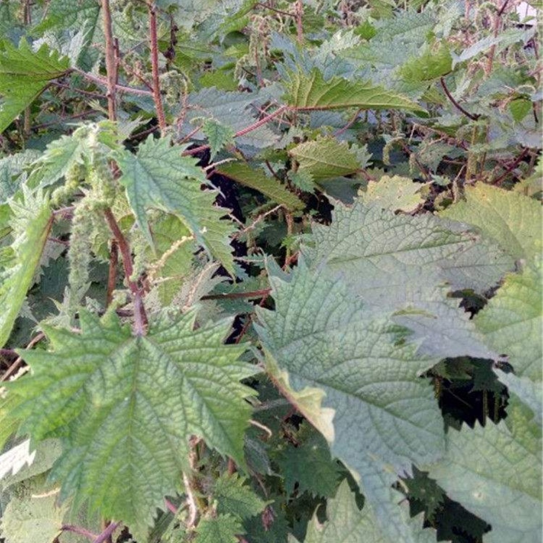 贵州干大红活麻根 红荨麻草根红禾麻高原红霍麻干根大红麻