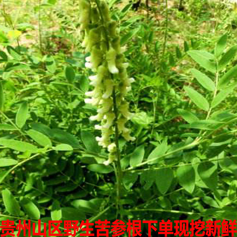 贵州山区鲜苦参根下单现挖新鲜中草药槐山槐根地参500g包邮