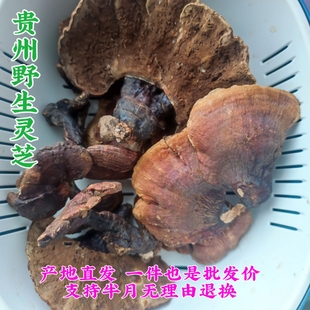 包邮 贵州省野生灵芝250克 中草药材深山红黑紫芝鬼马石煲汤泡茶