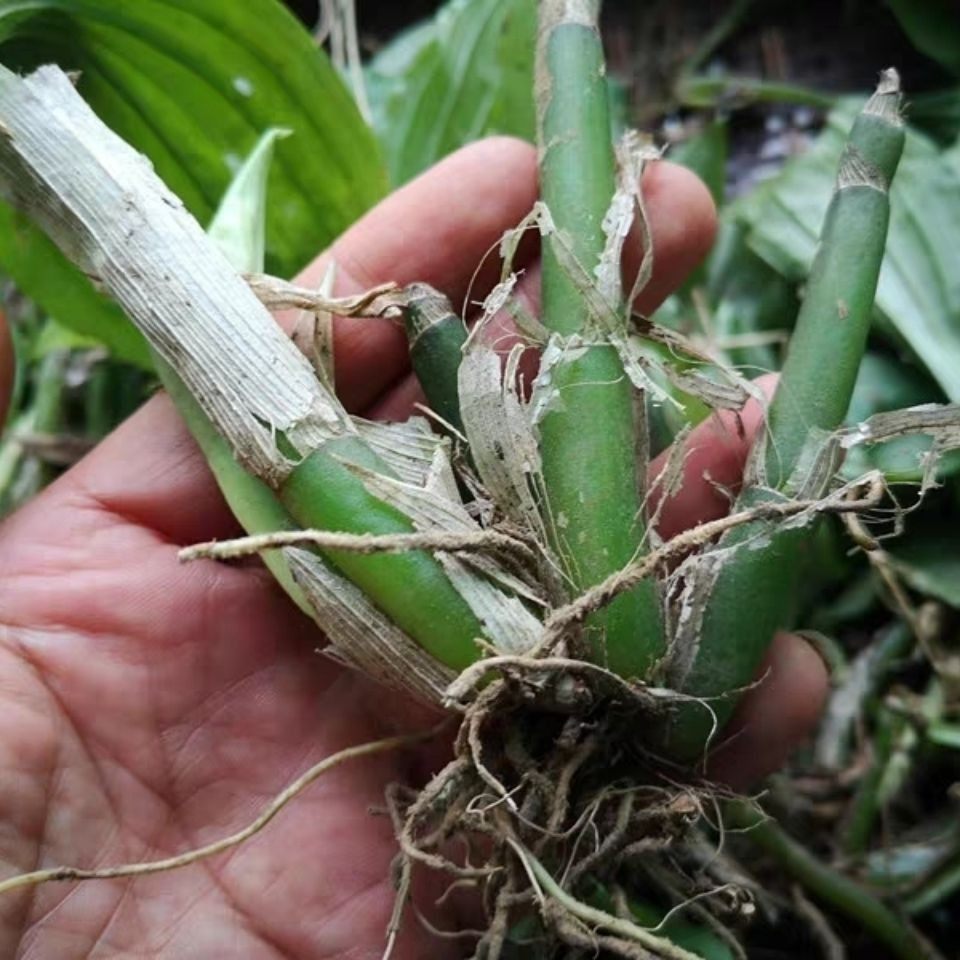 贵州农产品草药见血青生货下单中草药材见血清全株立地好羊耳蒜