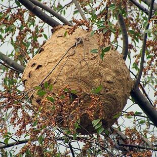 马蜂窝露蜂房老蜂巢大黄蜂胡蜂灸蜂房干蜂巢蚂蜂新货500g包邮