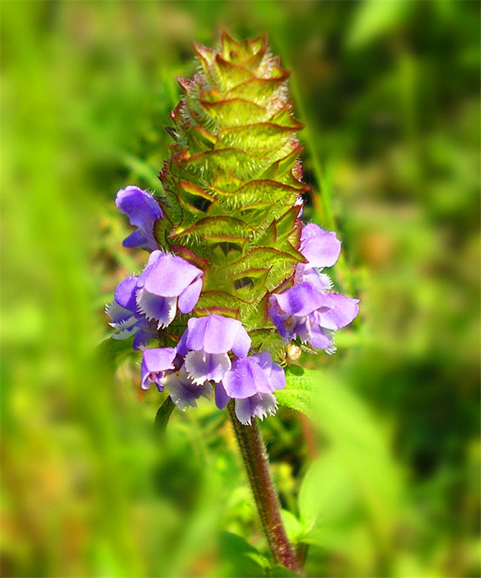 恩施野生夏枯草中药材夏枯球 棒槌草新货500克包邮