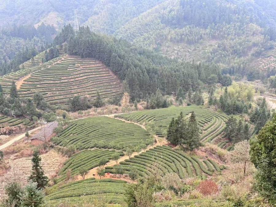 变卖武夷山市崇安街道城南村双坑山场林权【林权证号:（2017）武夷山市不动产权第0010376号】