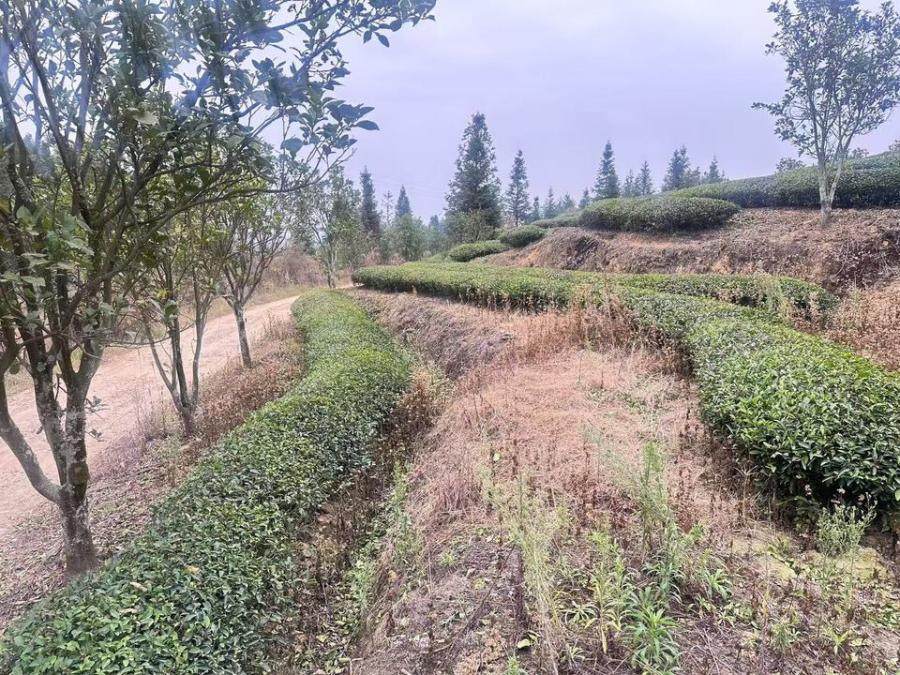 变卖武夷山市崇安街道城南村双坑山场林权【林权证号:（2017）武夷山市不动产权第0010377号】