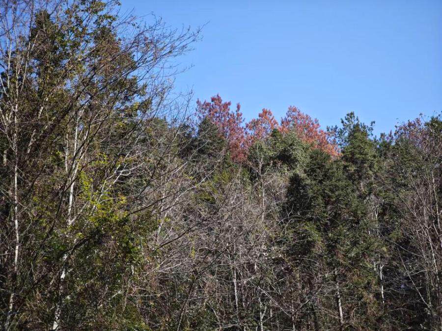 谢超和名下坐落在将乐县黄潭镇袓教村的76亩（林权宗地登记面积为69亩）森林资源资产