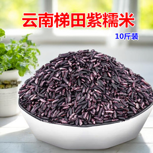 云南特产紫米红河梯田老品种紫糯米黑米血糯米清香软糯香糯5公斤