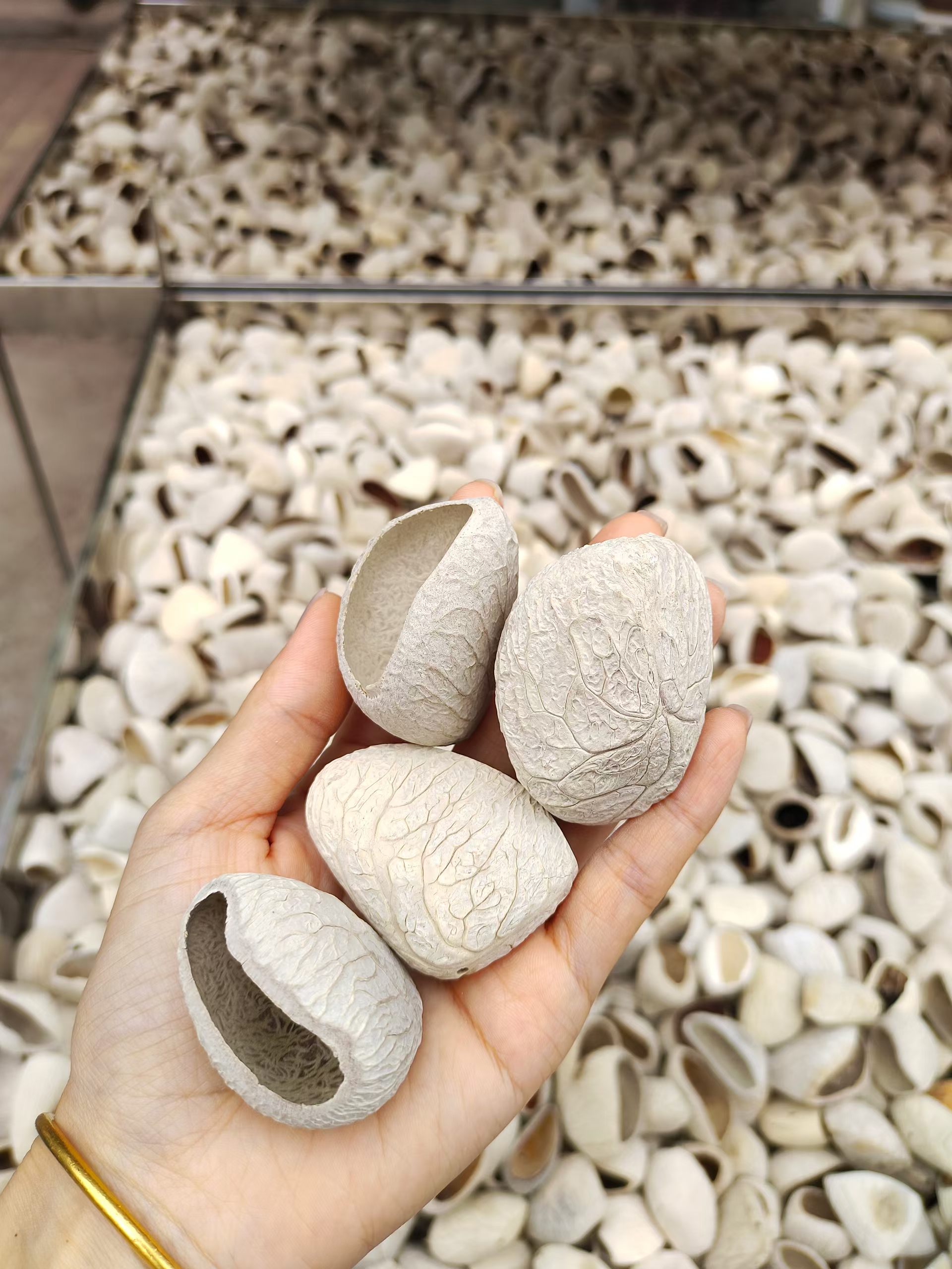 印尼磨口黑果白色黑果手摇铃材料diy手工干果壳干净打孔清脆响亮