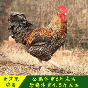 纯种汶上绿壳蛋芦花鸡杂交金芦花公母果园生态散养抱窝山星土鸡蛋