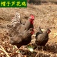 山星家纯种芦花鸡杂交金芦花帽子芦花观赏鸡公母生态散养小土鸡蛋