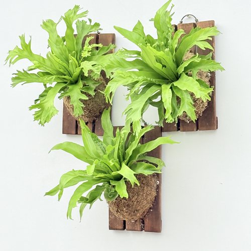 板植鹿角鸟巢蕨 碳化木板种好耐寒植物耐阴室内桌面绿植