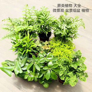 银线蕨 室内多种蕨类植物 珊瑚蕨铁线蕨 狼尾蕨 肾蕨卷柏 鸟巢蕨