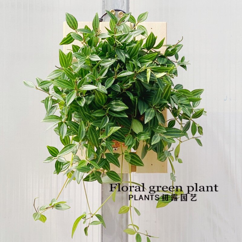 钻石翡翠绿植桌面盆栽白脉椒草吸甲醛吊兰室内花卉,鲜花速递/花卉仿真/绿植园艺,绿植,淘宝优惠券,粉丝福利购,淘宝优惠卷