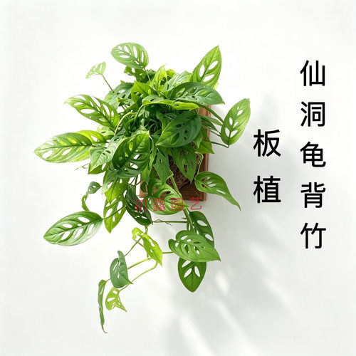 仙洞龟背竹 板植  上海发货 室内净化空气 好养挂墙植物