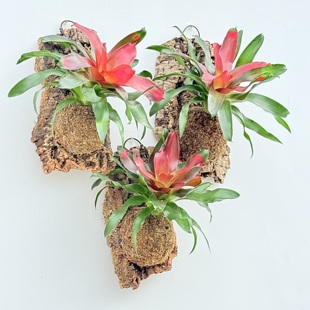 初鹿园艺 积水凤梨板植  热带观叶绿植 好养护室内挂墙植物