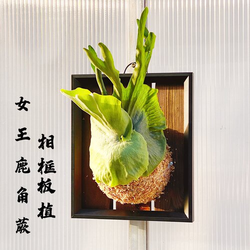 女王鹿角蕨板植壁挂植物装饰挂板ins高端网红diy墙挂森系新奇绿植