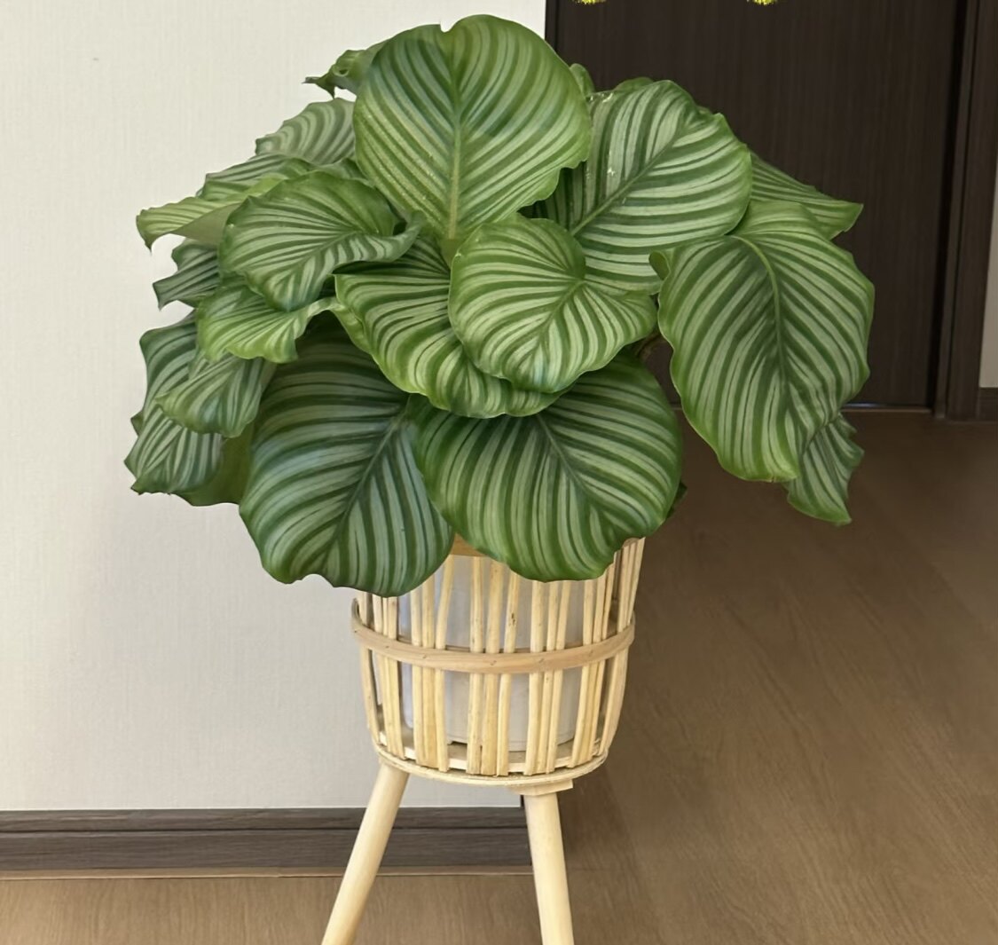 青苹果竹芋 ins北欧风室内桌面观叶绿植物花卉盆栽耐阴 上海发货