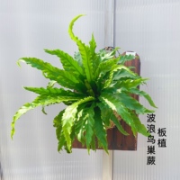 板植 室内好养植物 挂板植物 室内ins北欧风好养蕨类植物