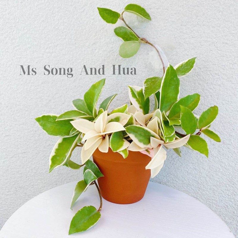 金边球兰 球兰锦 花叶球兰锦垂吊开花植物盆栽 三色球兰锦包邮,鲜花速递/花卉仿真/绿植园艺,时令草本花卉,淘宝优惠券,粉丝福利购,淘宝优惠卷