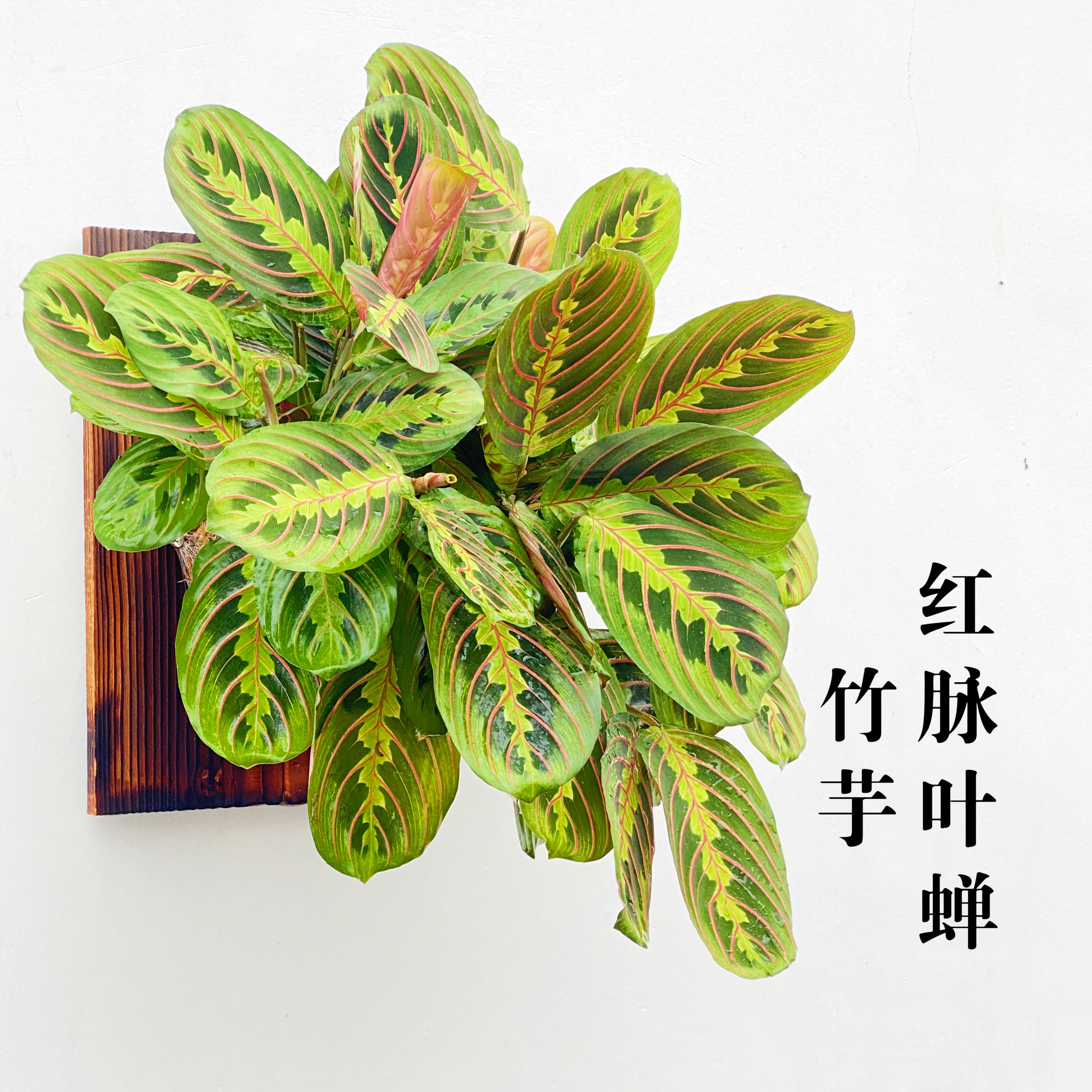 红白叶蝉竹芋 板植 室内挂墙植物 耐阴垂吊长藤观叶植物好养绿植
