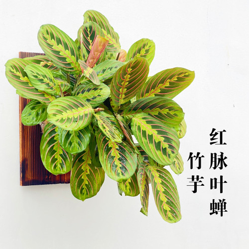 火焰稀有品种室内好养窗台小绿植