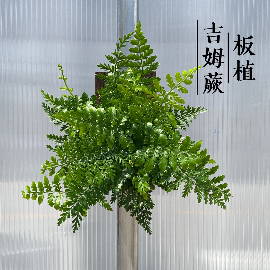 板植蕨类植物合集铁线蕨波斯顿肾蕨 喜阴耐寒绿植蕨类盆栽组盆