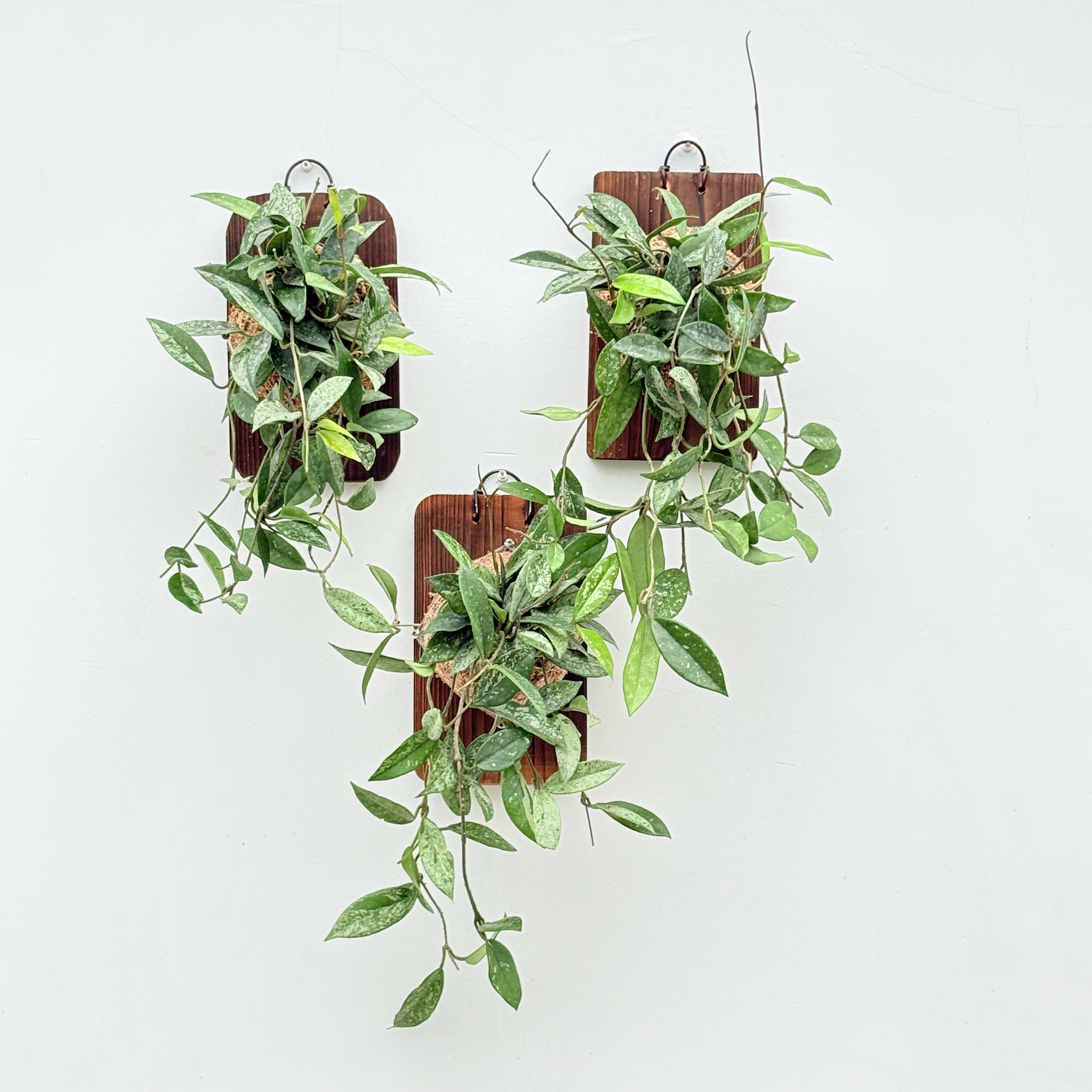 073威尔伯球兰 hoya wilbur graves 银斑耐阴开花室内植物