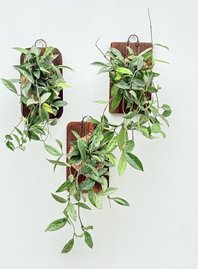 073威尔伯球兰 hoya wilbur graves 银斑耐阴开花室内植物