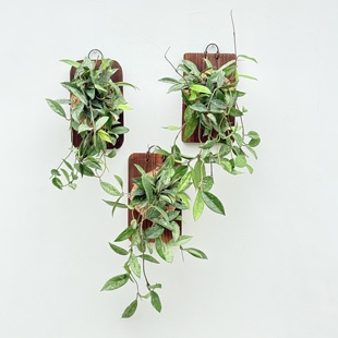 073威尔伯球兰 hoya wilbur graves 银斑耐阴开花室内植物