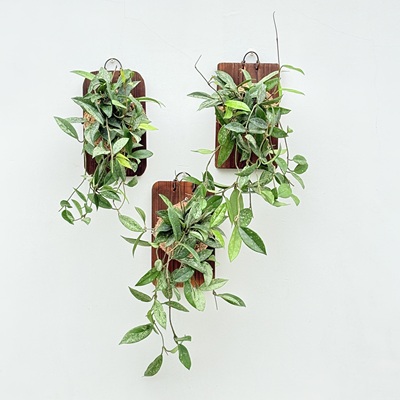 073威尔伯球兰 hoya wilbur graves 银斑耐阴开花室内植物