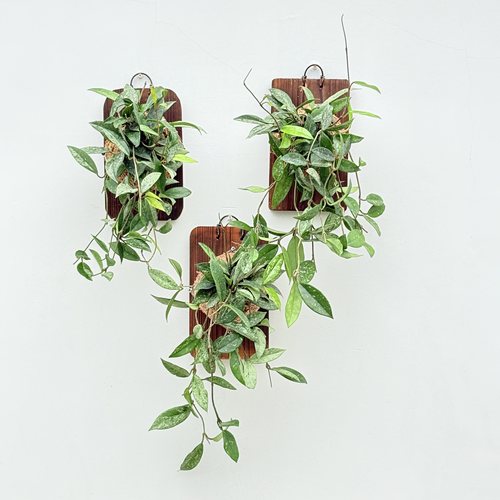 073威尔伯球兰 hoya wilbur graves 银斑耐阴开花室内植物