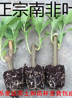 南非叶干叶树苗阳台庭院