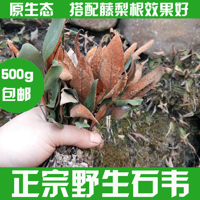 刀口药 野生石韦 中药材石苇 藤梨根 猕猴桃根雄