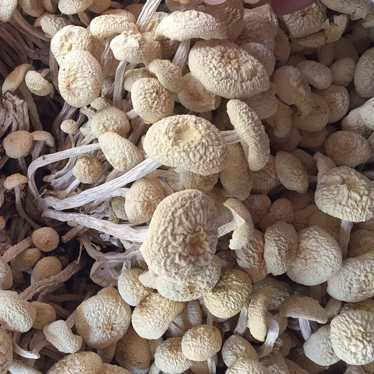 君志 广昌白色茶树菇干货500g包邮 新鲜金顶菇白菇江西特产香菇