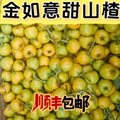 2025年新鲜采摘山东黄山楂金如意现采现发甜山楂小型果