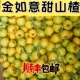 2025年新鲜采摘山东黄山楂金如意现采现发甜山楂小型果