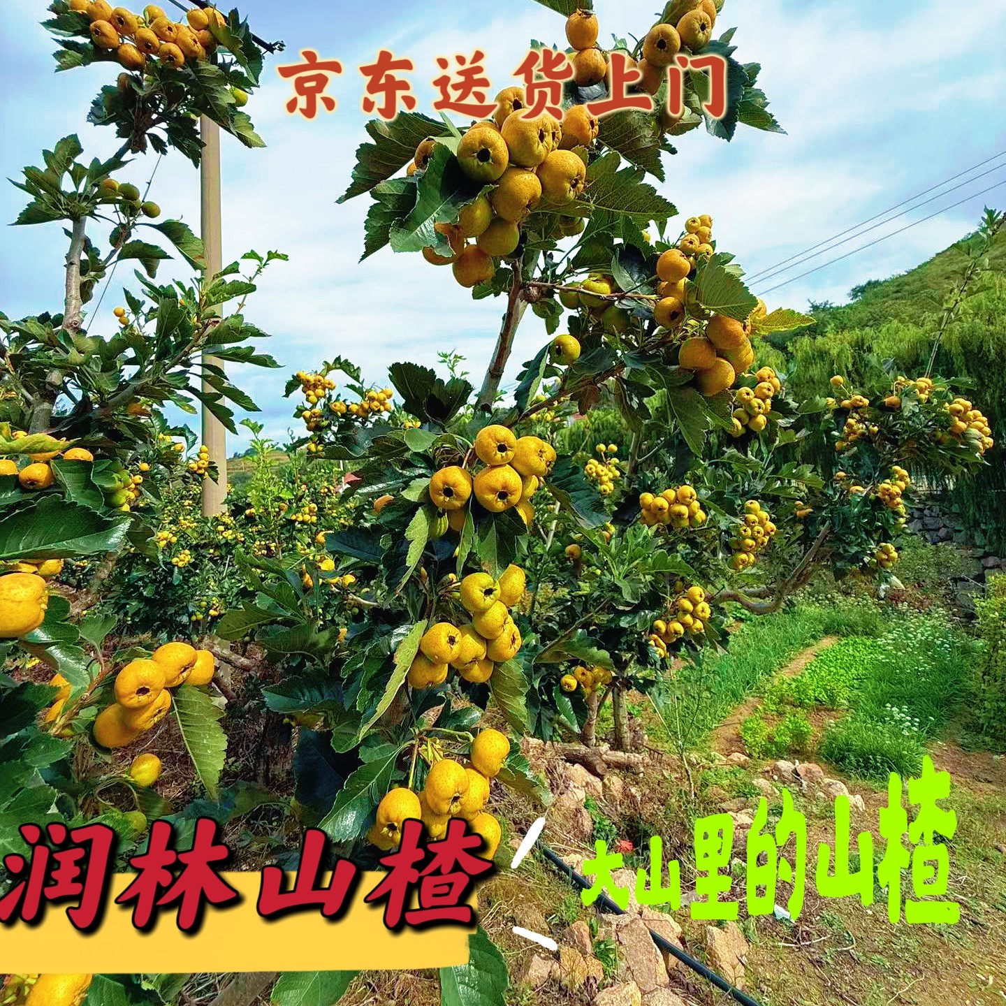 2026年新鲜采摘山东黄山楂金如意现采现发甜山楂小型果