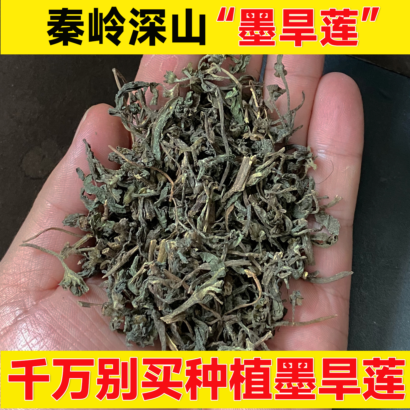 正宗墨旱莲500g顺丰包邮女贞子墨旱莲组合旱莲草何首乌桑叶女贞子