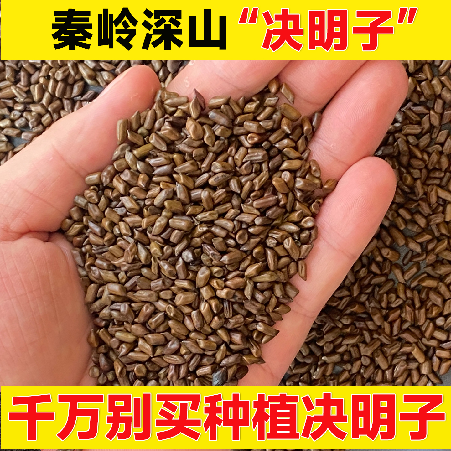 正品深山决明子泡茶决明子枕头