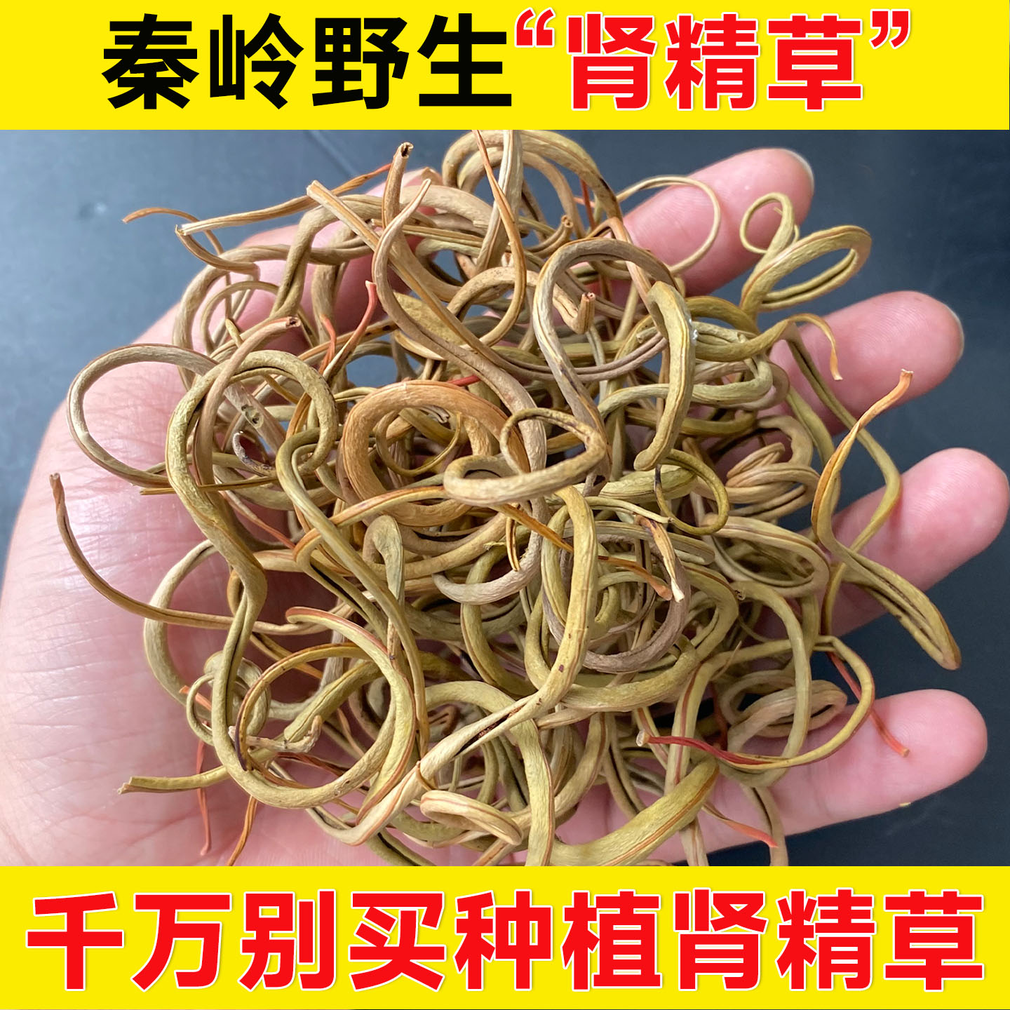 正品野生肾精茶小叶化石草嗷嗷叫