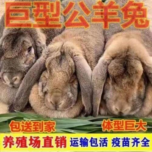 纯种公羊兔活体新品转基因巨兔大型兔子活体肉兔苗巨兔子包邮包活