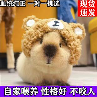 迷你豚鼠活物彩豚宿舍养爬宠荷兰猪小宝宝幼体荷兰鼠活的种苗